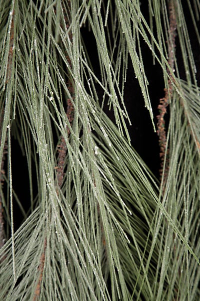70" Artificial Frosted Long Needle Pine Teardrop Swag -Green/White (Pack of 6) - Image 2