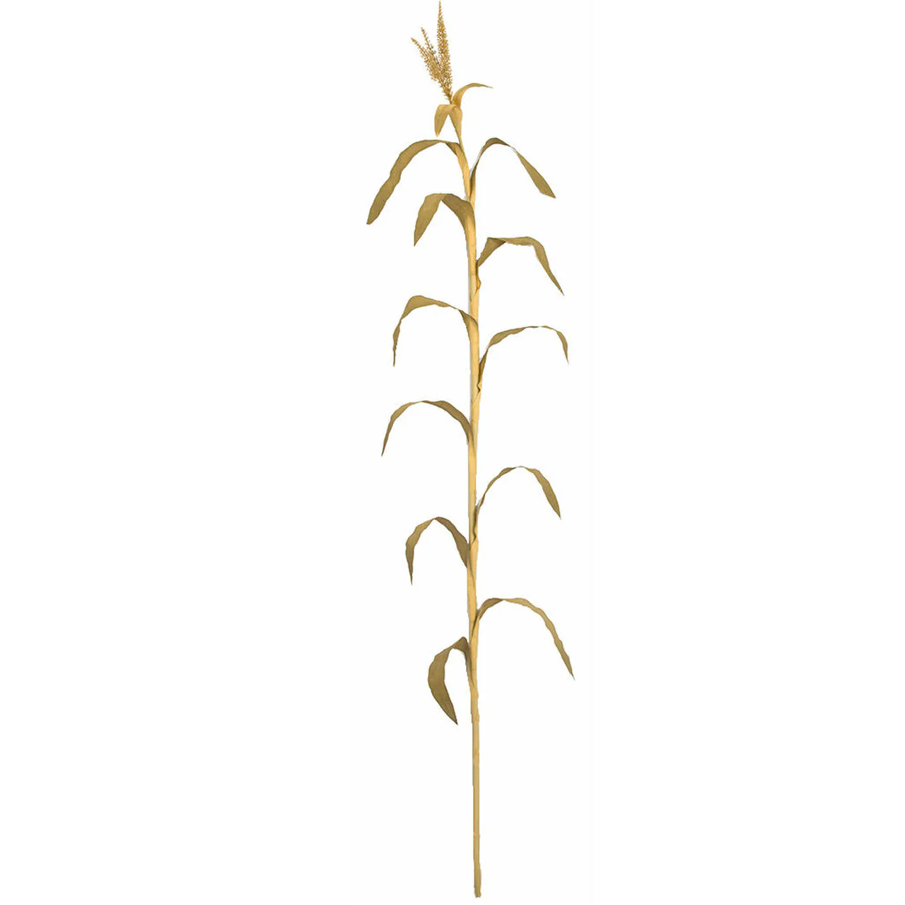 7'6" IFR Dried Look Artificial Corn Stalk Branch Stem -Beige (Pack of 4)