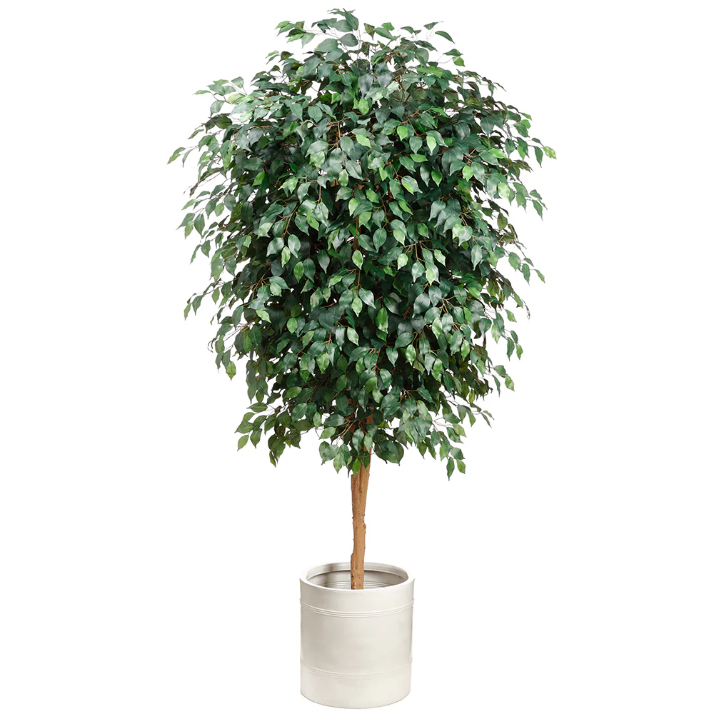 7'8" Silk Ficus Tree w/White Planter -Green/White