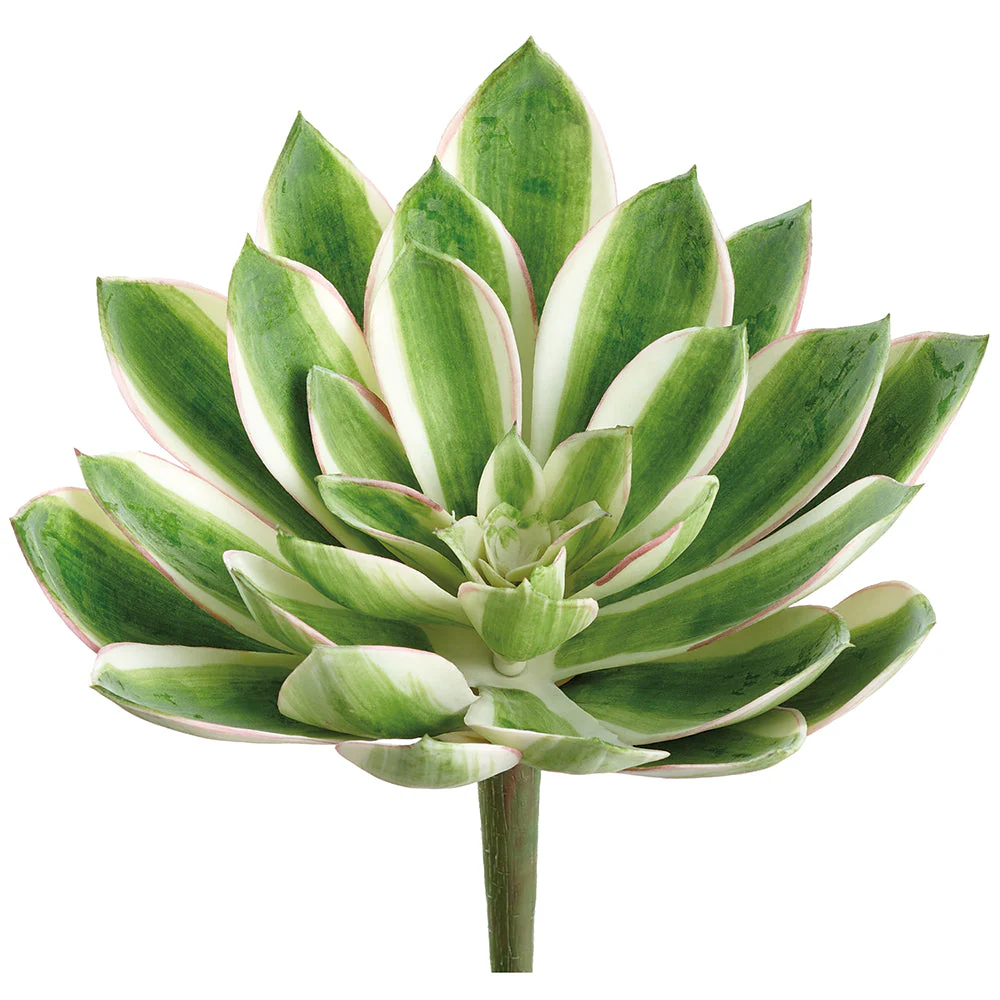 8" Real Touch Giant Aeonium Succulent Artificial Stem Pick -Green/Variegated (Pack of 12)