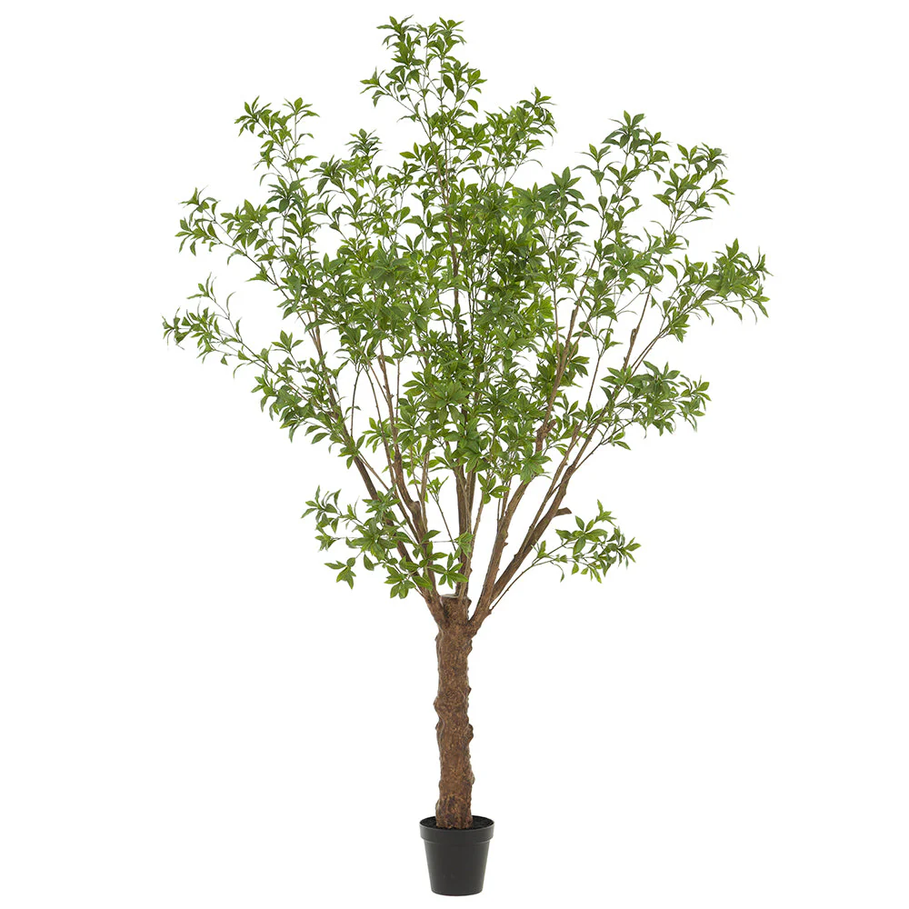 8'10" Pieris Japonica Silk Tree w/Pot -Green
