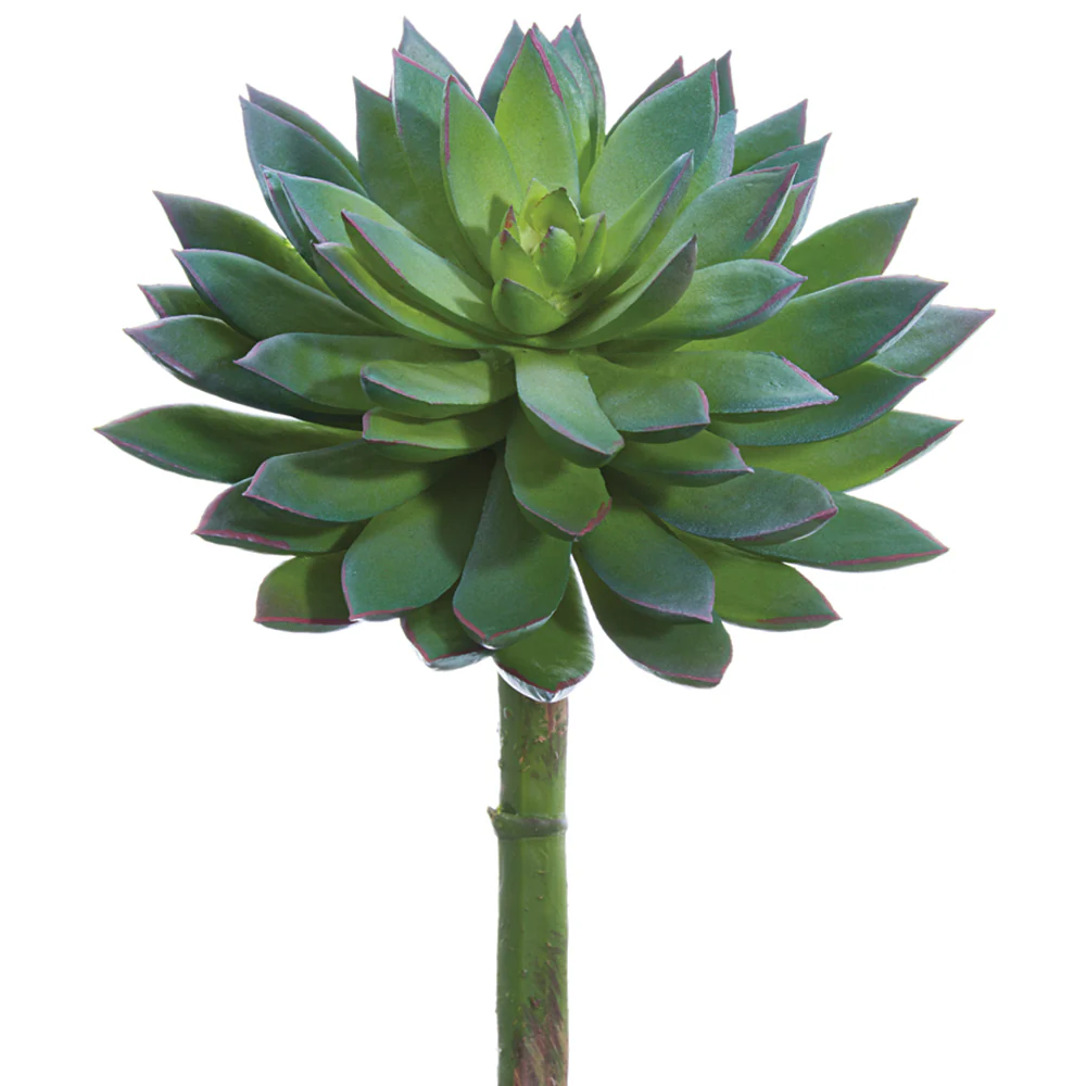 8"Hx5.5"W Echeveria Artificial Stem Pick -Green/Gray (Pack of 12)