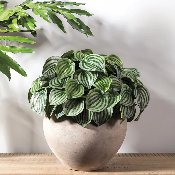 9" Silk Peperomia Leaf Plant -Green/Variegated (Pack of 12) - Image 2